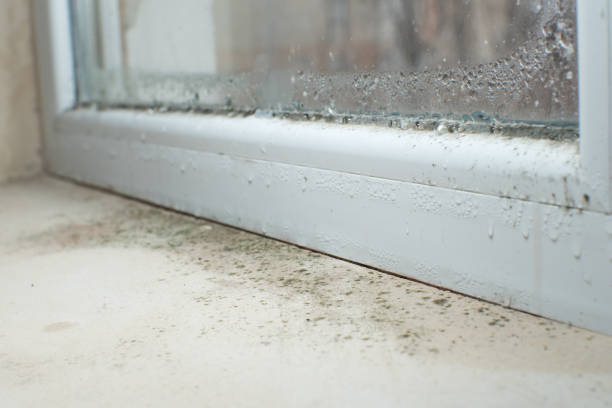 Best Residential Mold Remediation in Grafton, ND